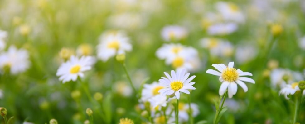 Daisy flower or Chamomile yellow pollen blossom
