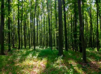 Medioambiente Mapfre