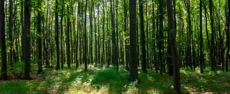 Medioambiente Mapfre