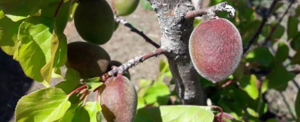 agroseguro almendro siniestro