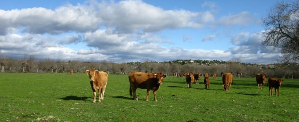 agroseguro vacas VACUNO_DE_CARNE_2019