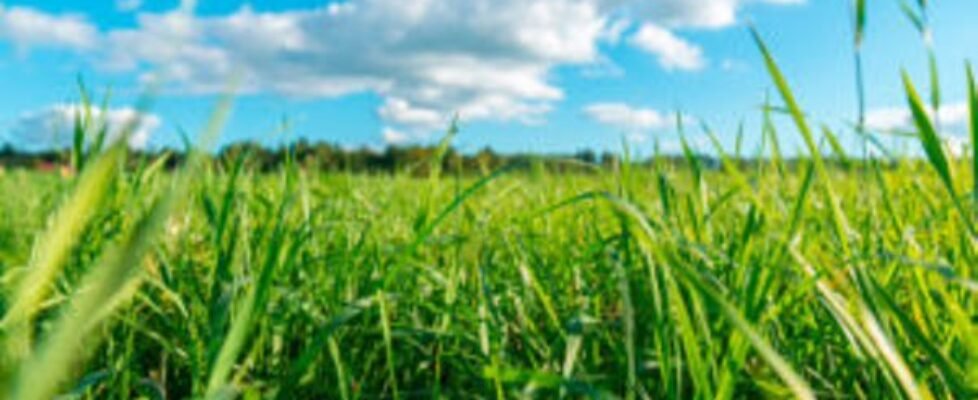 Green grass and white clouds
