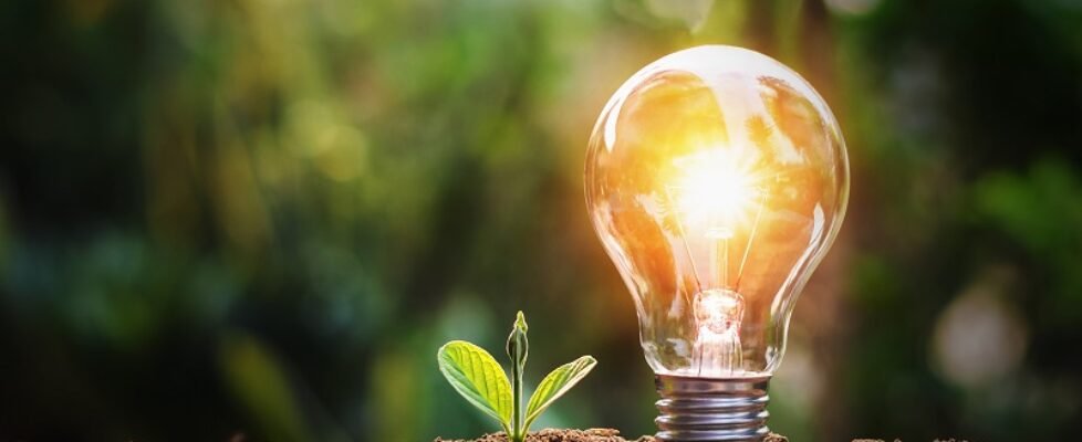 lightbulb with small plant on soil and sunshine. concept saving