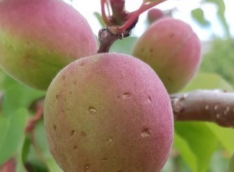 Daños_pedrisco_frutales