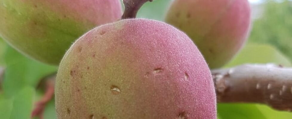 Daños_pedrisco_frutales