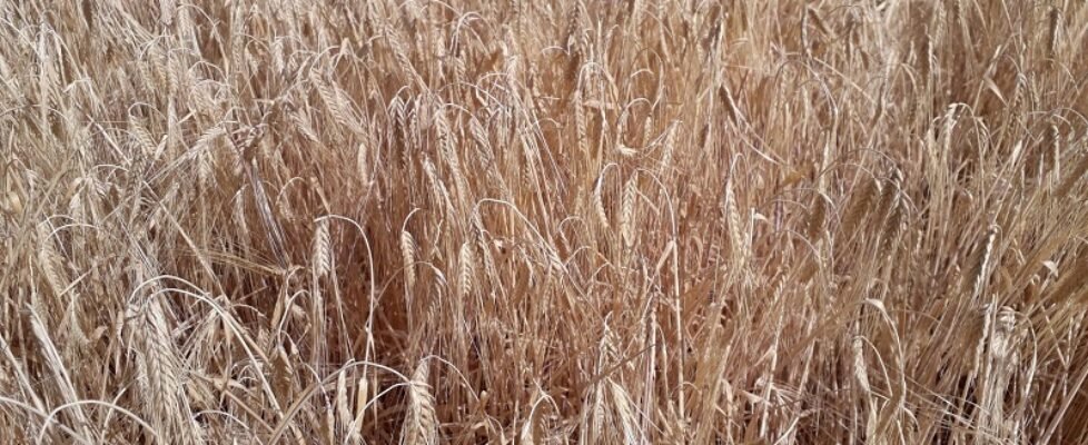 Sequía_en_cereales