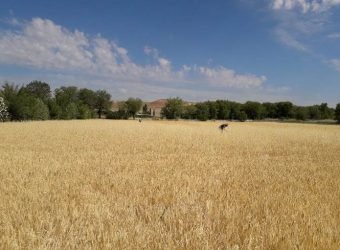agroseguro, agricultura, agricultor, sequía, cereal, campo