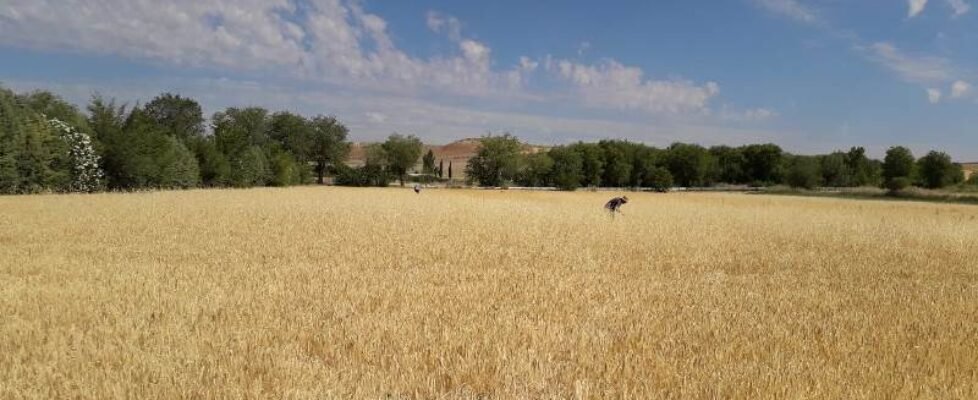 agroseguro, agricultura, agricultor, sequía, cereal, campo