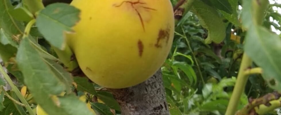 agroseguro años_pedrisco_frutales