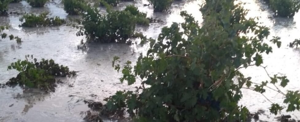 agroseguro Daños_uva_de_vino