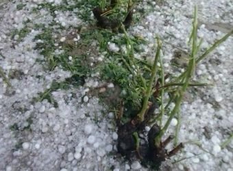 agroseguro agrario Daños_pedrisco_viña