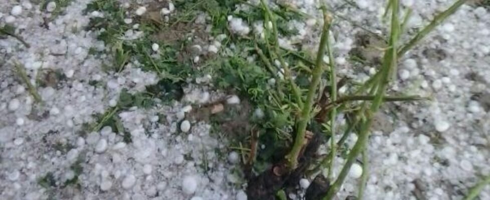 agroseguro agrario Daños_pedrisco_viña