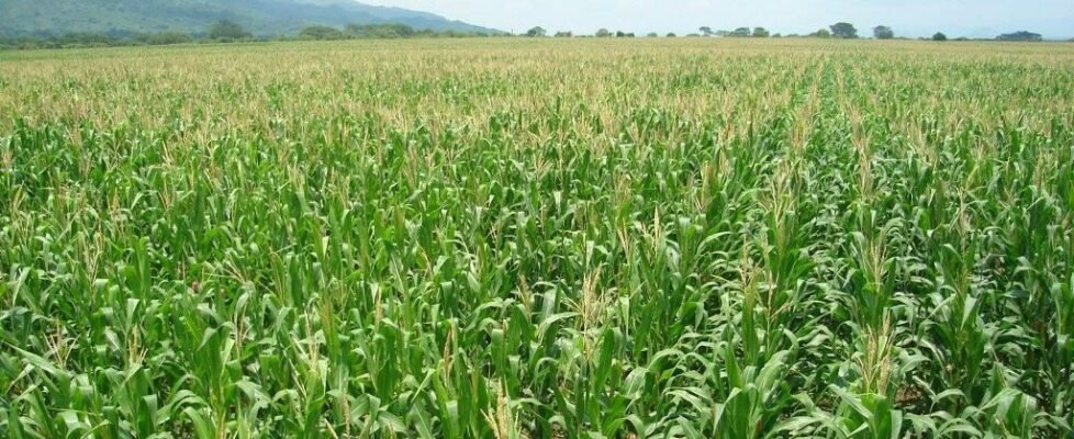 agroseguro agrario maiz