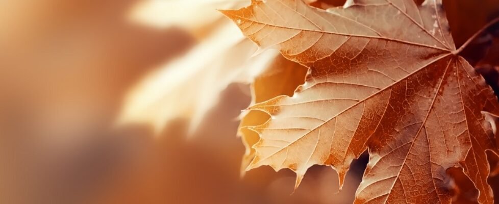 Beautiful Autumn Leaves on Autumn Red Background Sunny Daylight