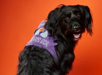 seguros para mascotas