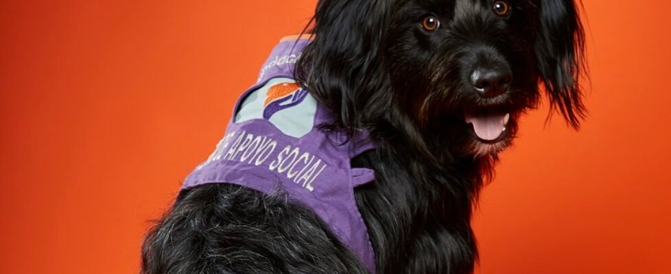 seguros para mascotas