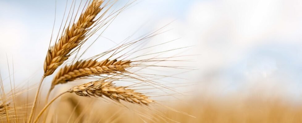 Close up of ripe wheat ears