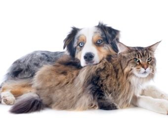 australian shepherd and maine coon