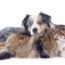 australian shepherd and maine coon