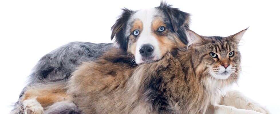 australian shepherd and maine coon