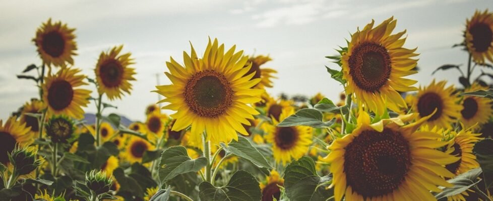 Sunflowers in a field