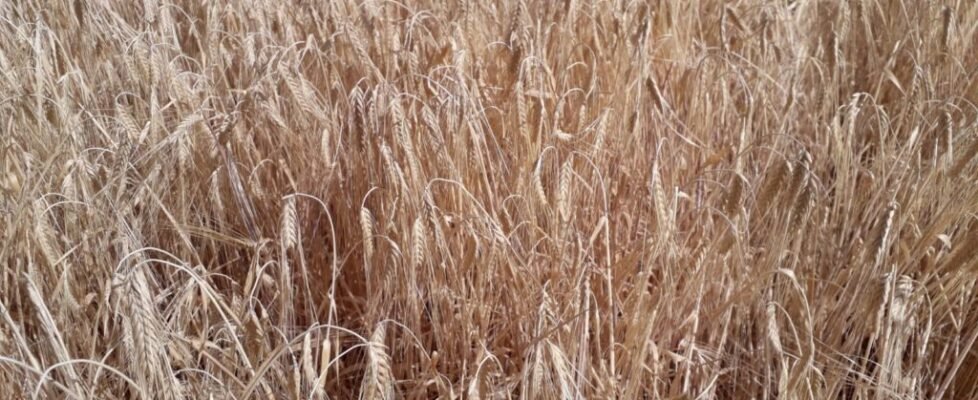 agroseguro SEQUIA EN CEREALES