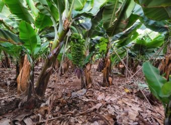 Banana plantation in Tenerife, Canary islands, Spain.