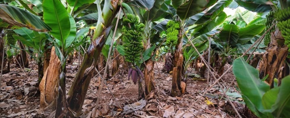 Banana plantation in Tenerife, Canary islands, Spain.