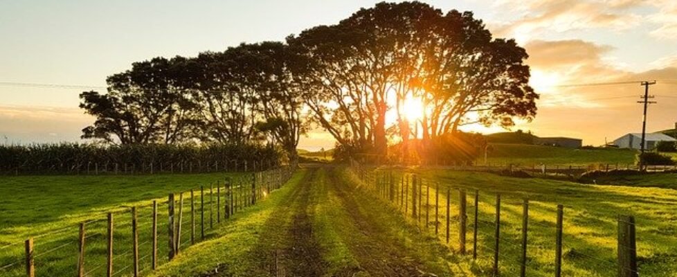 atardecer, campo, camino, destino