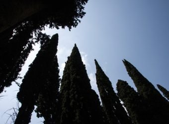 cipreses, sepelio, decesos, funeraria