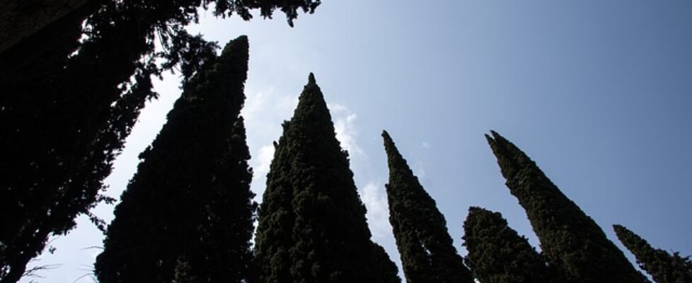 cipreses, sepelio, decesos, funeraria