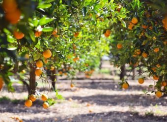 orange tree with fruits, beautigul drove of orange. Ripe organic oranges hanging from an orange tree.