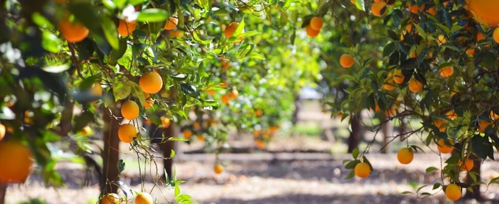 orange tree with fruits, beautigul drove of orange. Ripe organic oranges hanging from an orange tree.
