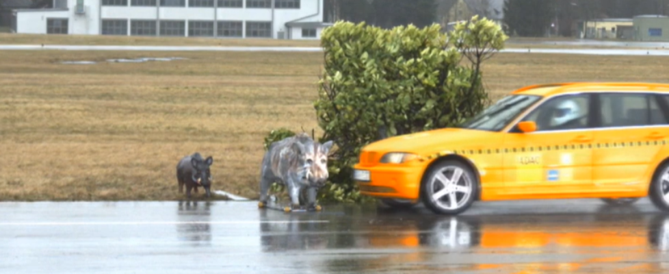 RACE-atropello-jabali-a-80-Km