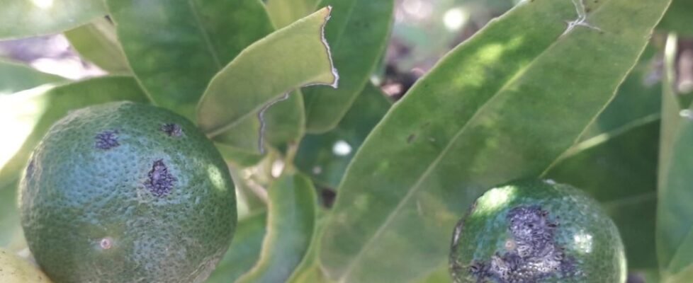 agroseguro cítricos