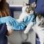 veterinario gato