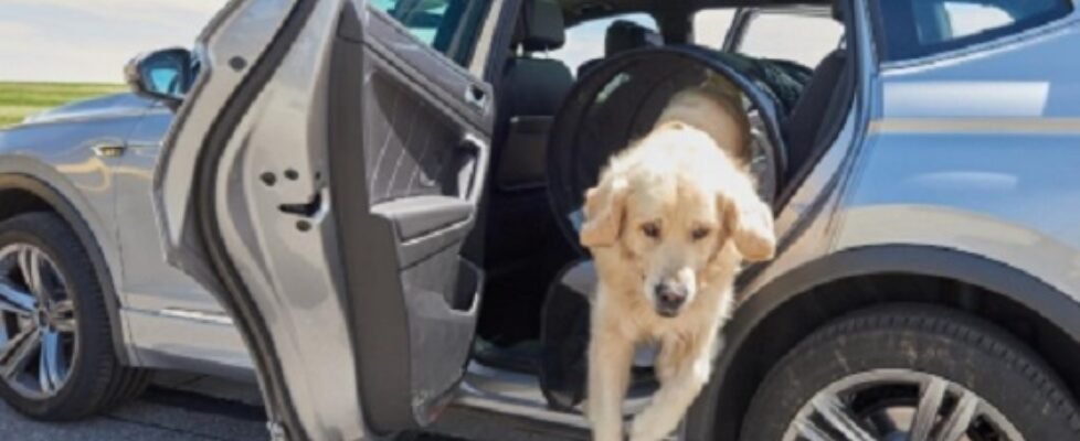 royal canin race seguridad vial