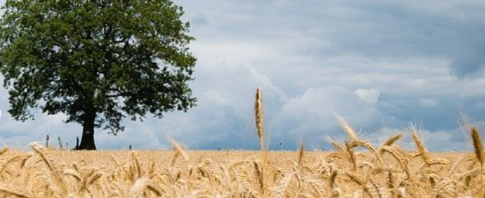 Espanor_Prensa (002)