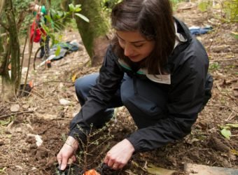 Nationale-Nederlanden ods
