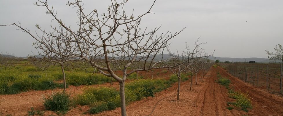 pistacho futos secos