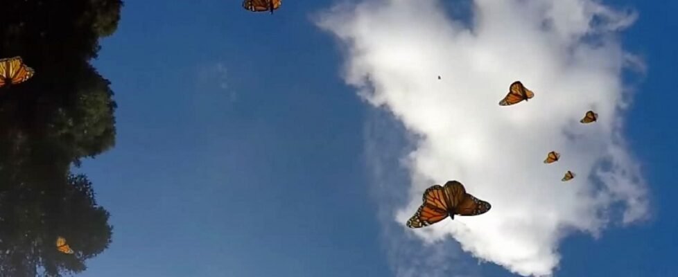 Fotograma del vídeo Espejismos II” (2019) de Glenda León. Video monocanal, color, sonido, 2m 58s. Cortesía de la artista y Galeria SENDA_