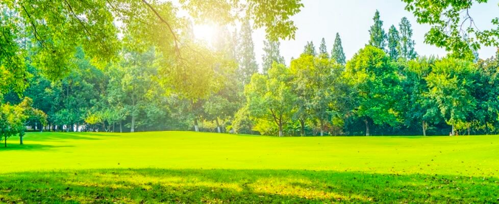 Grass and green woods in the park