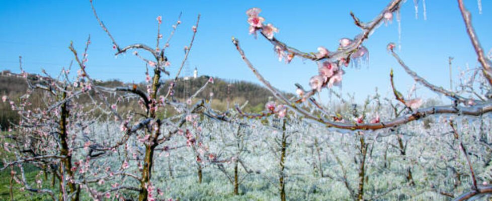 Frost Made For Protection From Later Frost, Melting in the Morning in Orchard.