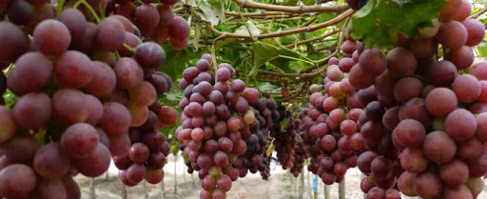 Agroseguro uva de mesa
