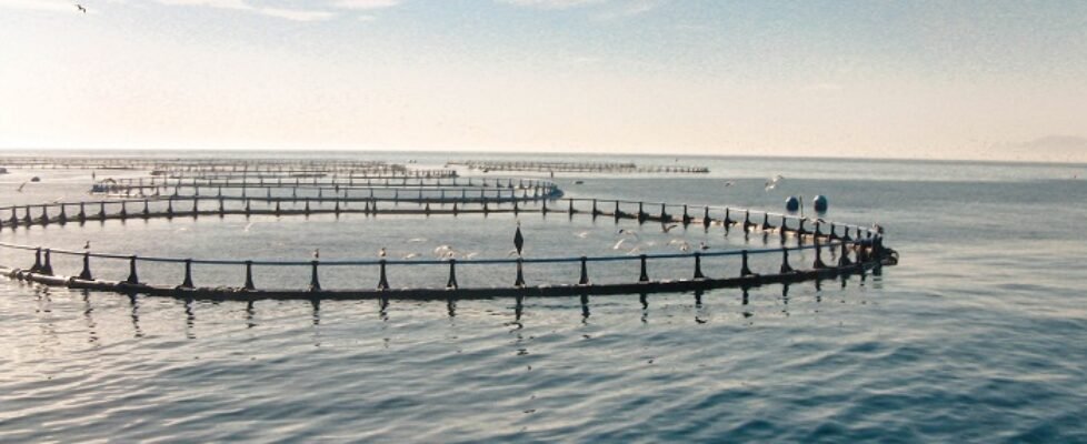 Piscina_Balfegó (002)