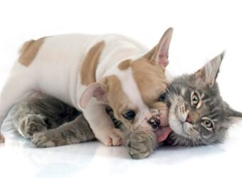 puppy french bulldog and cat