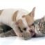 puppy french bulldog and cat