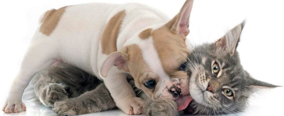 puppy french bulldog and cat