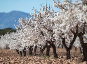 Agroseguro almendros