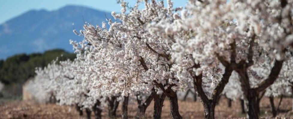 Agroseguro almendros